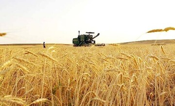 زنگ خطر برای امنیت غذایی با افزایش بهای گندم در بازارهای جهانی / قاچاق  گندم به خارج با خرید تضمینی ۴ هزار تومانی!