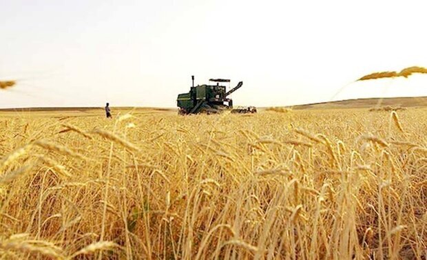 کشاورزان مزارع سبز گندم را به دامداران فروختند/کاهش تولیدقطعی است