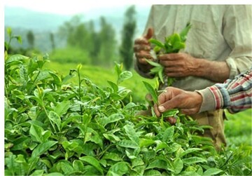 ۱۲۶ هزار تن برگ سبز چای امسال خریداری شد