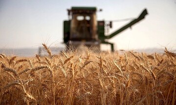 بزرگ‌ترین تولیدکنندگان گندم در سال ۲۰۲۳ کدام‌اند؟ / جایگاه ایران چیست؟