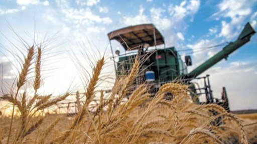 شوک بزرگ به جهان/ هند صادرات گندم را متوقف کرد