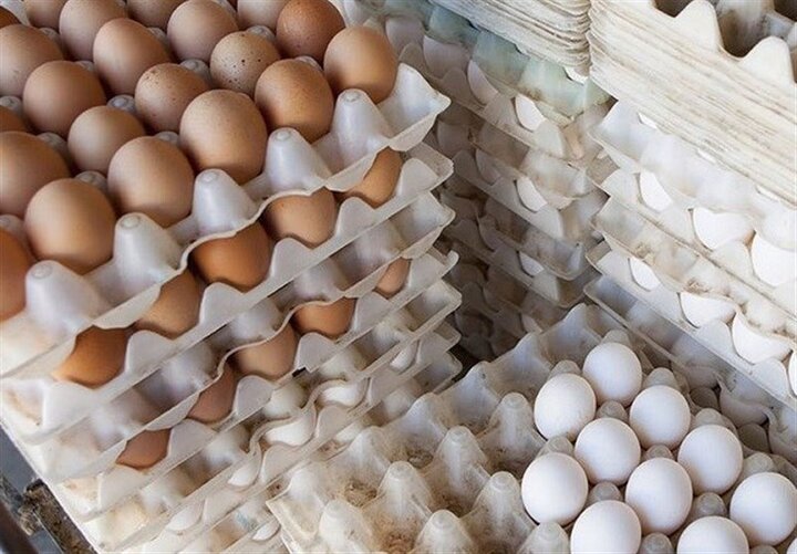 کشتار گسترده مرغ‌ها منجر به افزایش قیمت تخم مرغ شد/به وزیر جهاد هشدار دادیم اما اهمیت نداد!