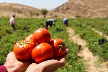 اختلاف ۱۰ هزار تومانی از تولید تا بازار گوجه فرنگی