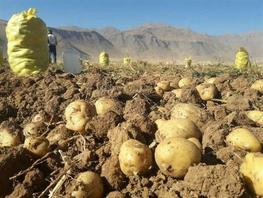 رنج‌نامه قطب سیب‌زمینی نصف جهان/بود و نمود مدیریت ناکارآمد کشاورزی ایران