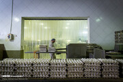تخم‌مرغ کیلویی ۱۲ هزارتومان به شرط تامین ۱۰۰ درصدی خوراک طیور!