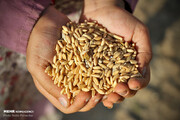 خرید ۸ میلیون و ۲۱۵ هزار تن گندم در کشور
