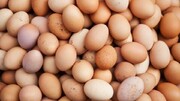 قیمت تخم مرغ به شانه‌ای ۳۸ هزار تومان رسید