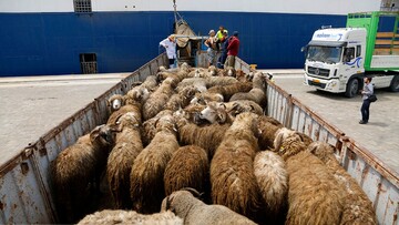 قاچاق گوسفند به امارات ادامه دارد
