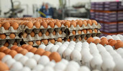 طوفان تخم مرغ در بازار/ چرا قیمت از ۵۰ هزار تومان گذشت؟