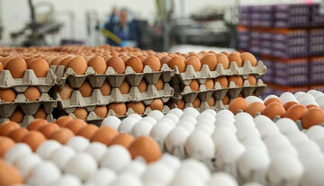 دلایل افزایش قیمت تخم مرغ حمل ونقل و کاهش تولید است