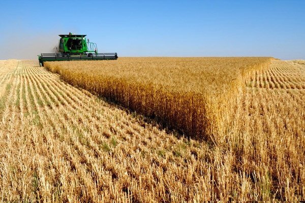 دولت گوی سبقت را از دلالان گندم ربود/خوزستان رکورددار تولید گندم در کشور