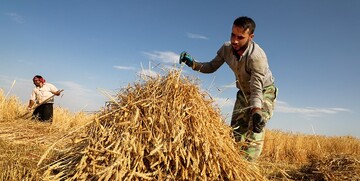 پیش بینی کشت ۶ میلیون هکتار گندم در سال زراعی جاری