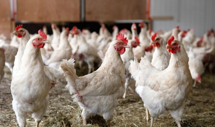 کاهش وزن مرغ‌ها در نتیجه کمبود نهاده‌