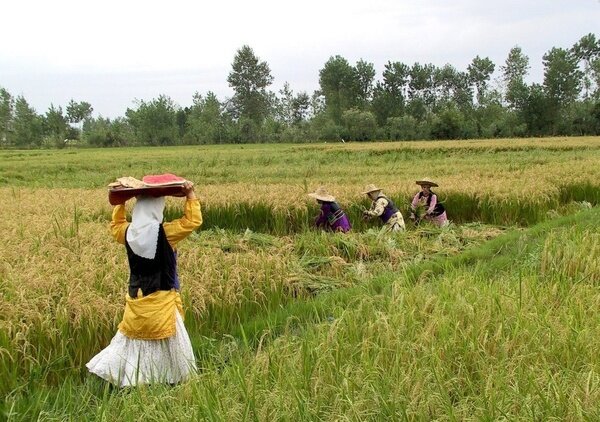 خیز دولت برای خودکفایی برنج/وعده وزارت جهاد کشاورزی شدنی است؟