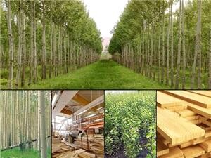 توسعه زراعت چوب۸۰ درصد نیاز صنعت چوبی کشور را تامین می کند