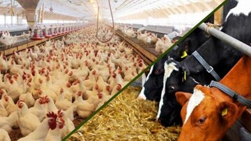 بازار مرغ و گوشت کشور در آستانه نابودی قرار گرفته است