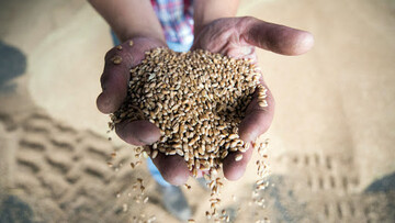 روسیه در تولید گندم رکورد می‌زند