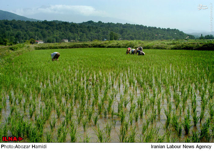 کاشت ممنوعه برنج در ۲۰ استان!