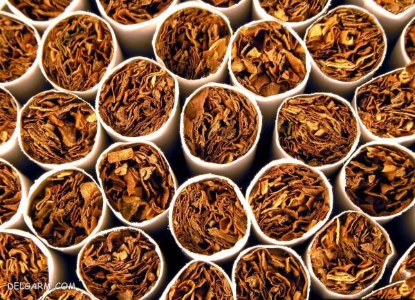 واردات تنباکوی معسل بیش از ۲ برابر شد