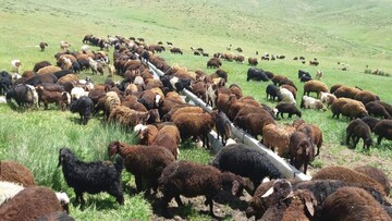 راهکار ارتقای صنعت پرورش گوسفند/ اصلاح نژاد بومی به جای واردات گوسفند