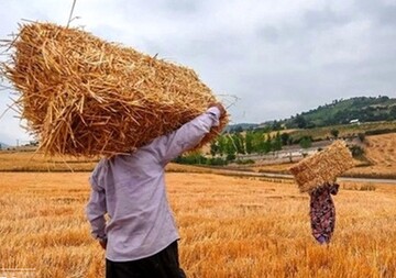 کشاورزان نمونه سه برابر گندم بیشتر برداشت می کنند