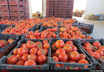 بازگرداندن دو کامیون محموله گوجه به دلیل خرابی از سوی عراقی‌ها/ گوجه‌ها سردخانه‌ای بودند