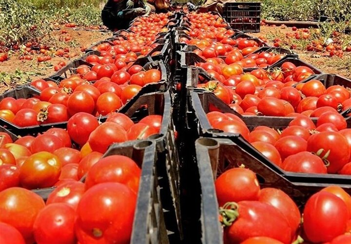 خبری از عرضه گوجه فرنگی تنظیم بازاری نیست/ ادامه گران فروشی در میادین میوه و تره بار