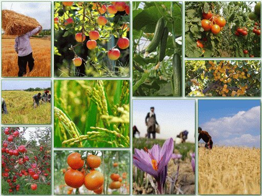 تولید ۴.۵ میلیون تن انواع محصولات کشاورزی در ۷ ماه سال جاری
