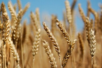 افزایش ۷.۵ دلاری قیمت گندم در بازار جهانی/ زنگ هشدار به دولت برای بازنگری در نرخ خرید تضمینی