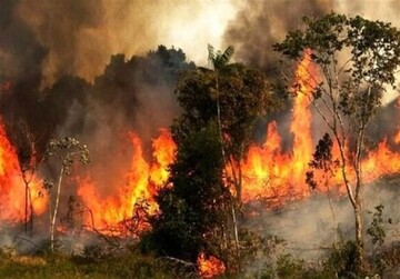 نبود امکانات اطفای حریق و ناهماهنگی‌ بین‌دستگاهی باعث گسترش آتش‌سوزی جنگل‌ "توسکستان"/ دعا برای بارش باران!