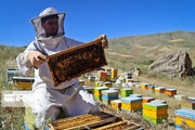 خرید شکر با قیمت آزاد هزینه زنبورداری را بالا برد/زنبورداران بیمه نیستند/ ارزش افزوده زنبور عسل ۱۳۰ برابر دیگر بخش های کشاورزی است !
