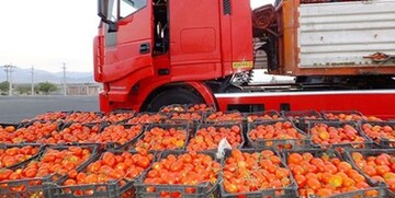 قیمت گوجه فرنگی شکسته شد/ کامیون‌داران به جاده‌ها باز گشتند