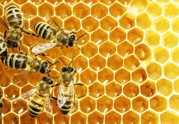 تلف شدن ۴۰ درصد از جمعیت زنبور عسل کشور به دلیل ناشناخته/ درخواست کمک فوری برای نجات زنبورهای باقی مانده
