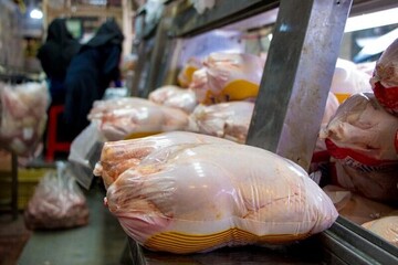 دولت پاسخگوی بی تدبیری هایش در خصوص قیمت مرغ باشد
