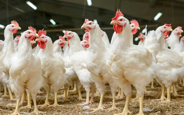 وزارت جهاد برای کنترل قیمت مرغ ستاد تشکیل داد