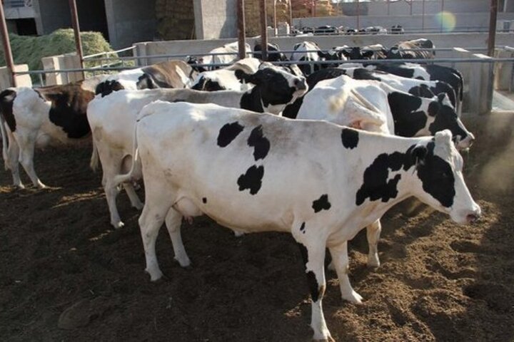 قیمت لبینات تعیین تکلیف شد/ شیر درب کارخانه ۴۱۵۰ تومان
