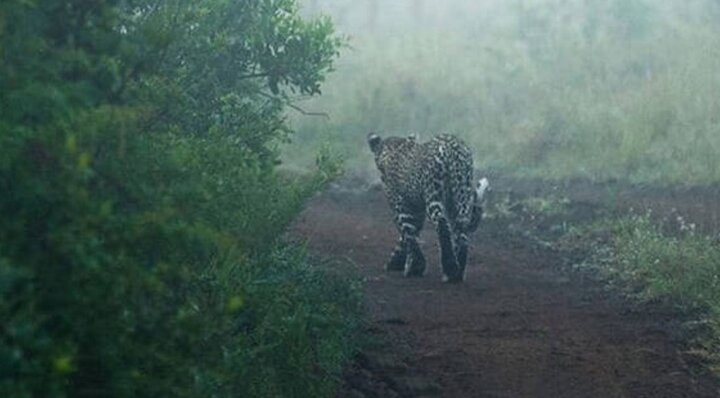 تصویری بی‌نظیر از حیات وحش آفریقا