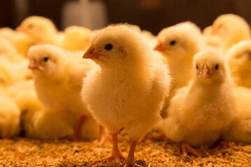 افزایش ۸ درصدی جوجه ریزی در طول سه سال/۱۰ درصد مرغداری ها تعطیل هستند