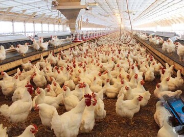 آقامیری: عده‌ای مرغداران را تحریک می‌کنند/ هفته آینده با تولید مازاد مرغ مواجه می‌شویم