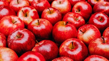 پیش بینی رشد ۳ درصدی تولید سیب در سال جاری