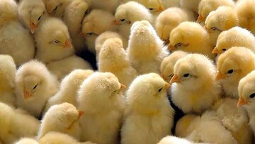 ضرر ۲ هزار و ۵۰۰ میلیارد تومانی تولیدکنندگان مرغ مادر