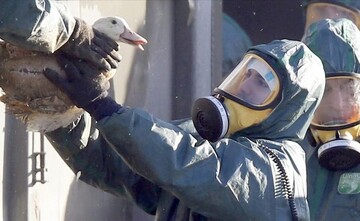 شیوع آنفلونزای مرغی در بلژیک