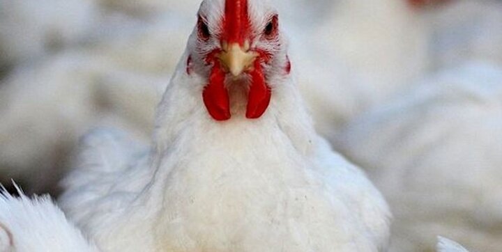 دامپزشکی حذف گله های مرغ تخمگذار را برای مقابله با آنفلوانزای پرندگان ابلاغ کرد
