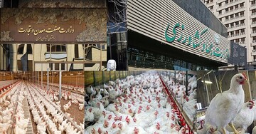 توزیع ۲۰ هزار تن گوشت مرغ در بازار/ برنامه‌ریزی برای افزایش تولید روغن جامد