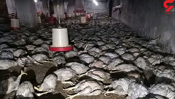 زنده زنده کباب شدن ۶ هزار مرغ در مهاباد