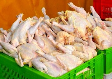 تنظیم بازار مرغ به وزارت کشاورزی سپرده شد