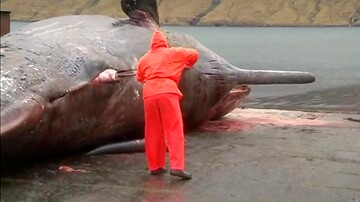 لحظه انفجار لاشه یک نهنگ عنبر در ساحل + ویدیو
