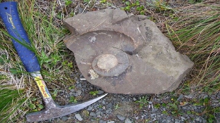 کشف فسیلی با قدمت ۵۰۰ میلیون سال توسط کودک ۶ ساله