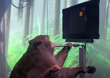 میمونی که با رایانه بازی می‌کند + ویدیو