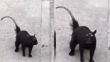 رویت یک جانور عجیب الخلقه در خیابان! + ویدیو